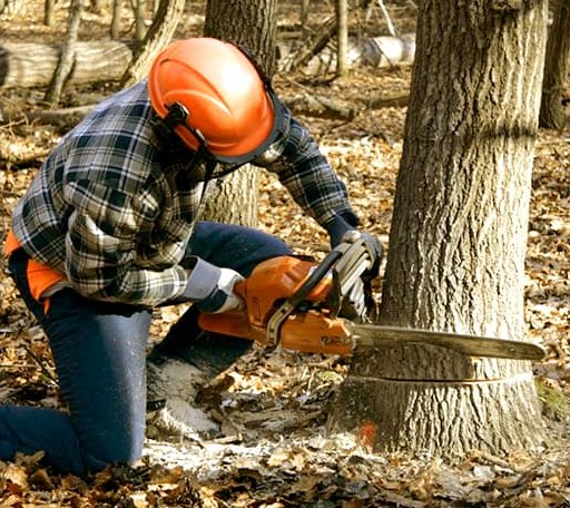 Tree Removal in Hilltop, WV